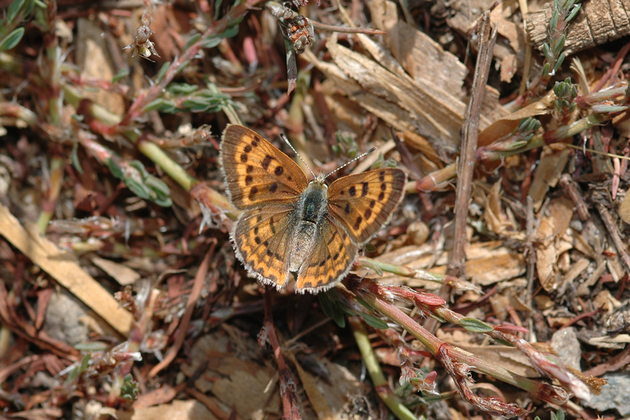 Purplish Copper - Lycaena helloides