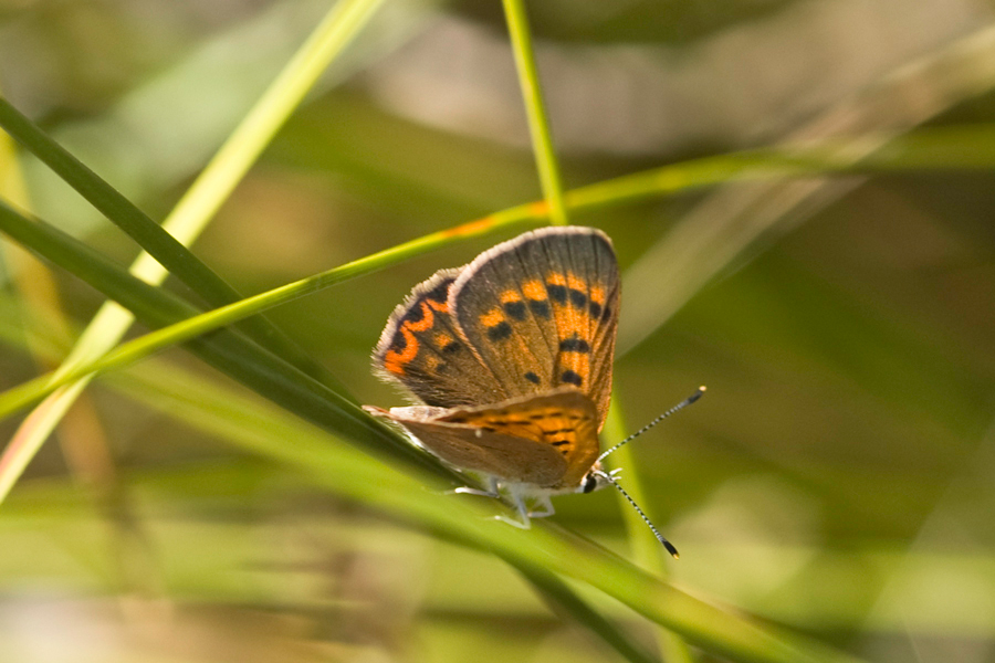 Purplish Copper - Lycaena helloides