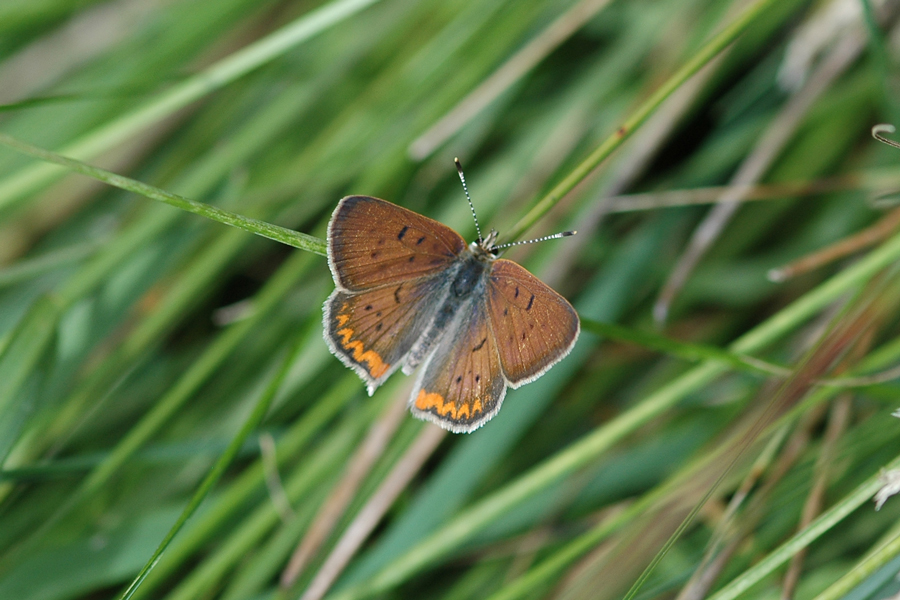 Purplish Copper - Lycaena helloides