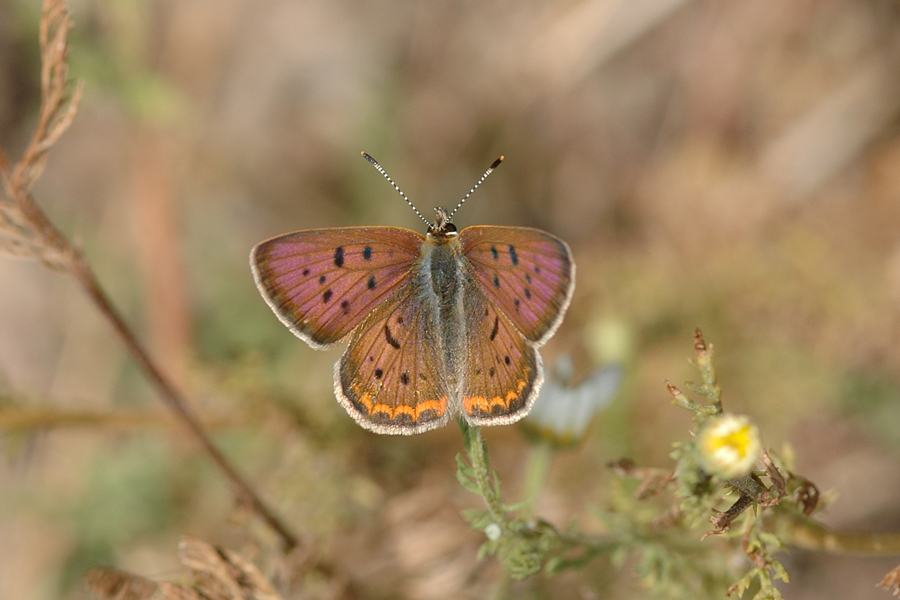 Purplish Copper - Lycaena helloides