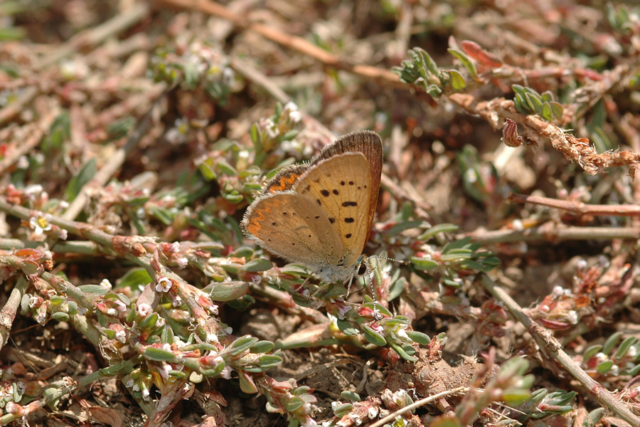 Purplish Copper - Lycaena helloides
