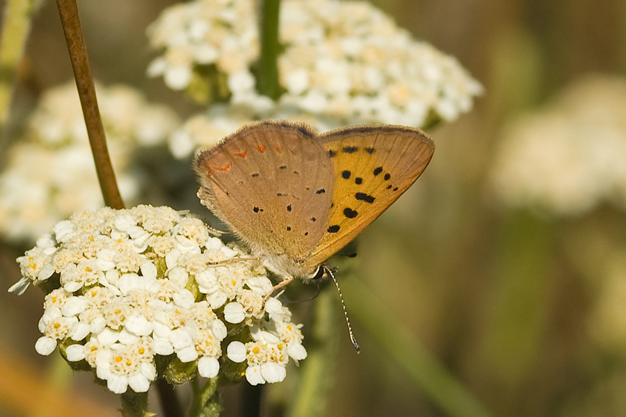 Purplish Copper - Lycaena helloides