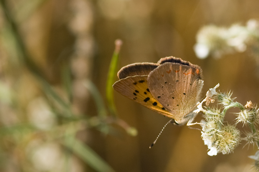 Purplish Copper - Lycaena helloides