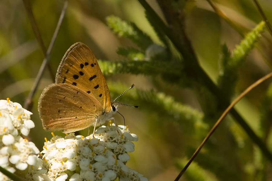 Purplish Copper - Lycaena helloides