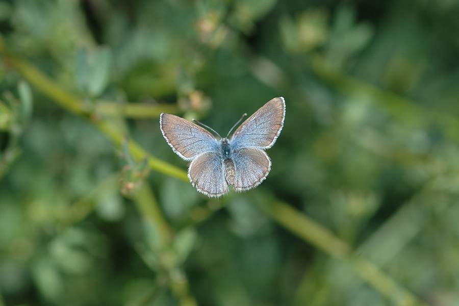 Glaucopsyche lygdamus palosverdesensis - Palos Verdes Blue