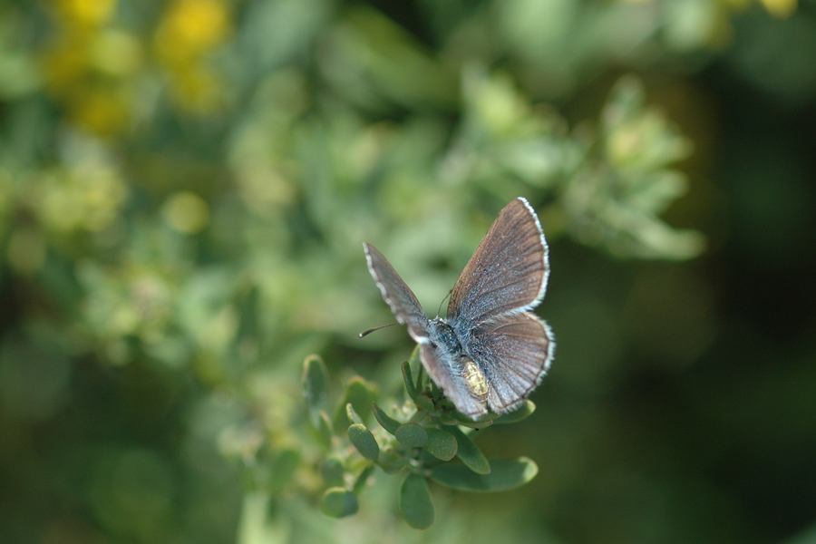 Glaucopsyche lygdamus palosverdesensis - Palos Verdes Blue