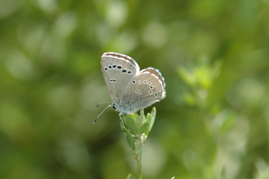 Glaucopsyche lygdamus palosverdesensis - Palos Verdes Blue