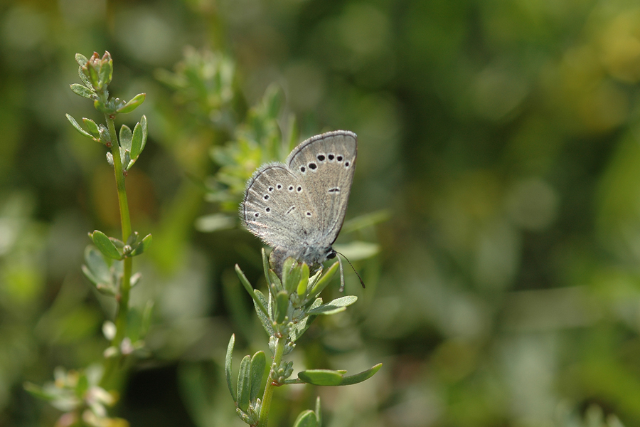 Glaucopsyche lygdamus palosverdesensis - Palos Verdes Blue