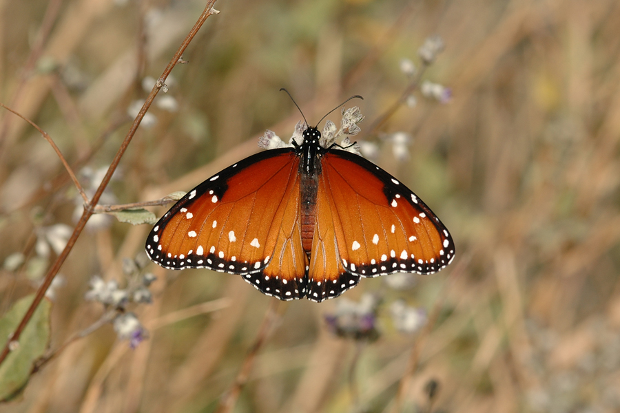 Danaus gilippus thersippus - Striated Queen