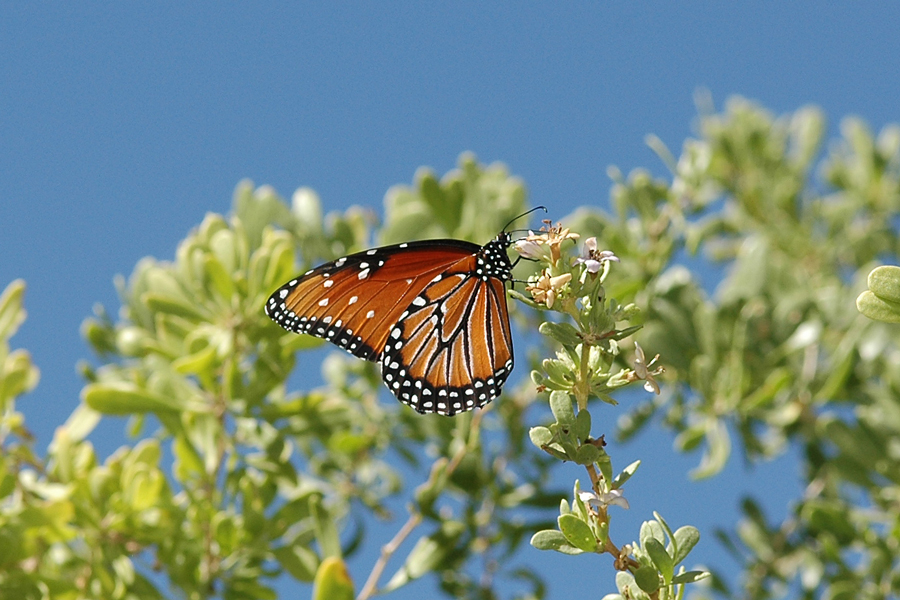 Danaus gilippus thersippus - Striated Queen