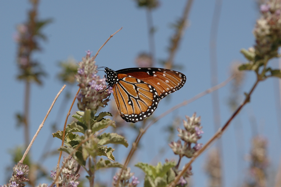 Danaus gilippus thersippus - Striated Queen