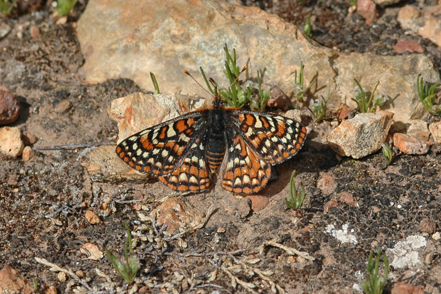 Euphydryas editha quino - Quino Checkerspot