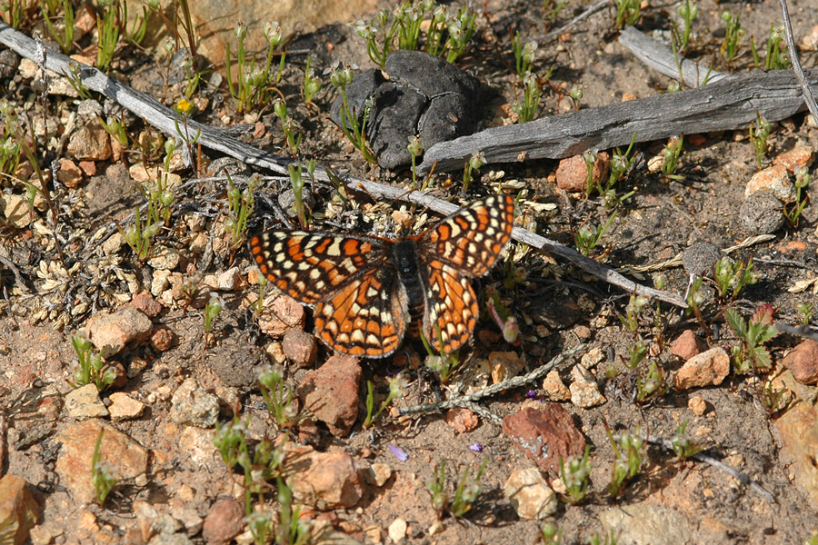Euphydryas editha quino - Quino Checkerspot
