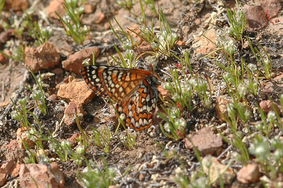 Euphydryas editha quino - Quino Checkerspot