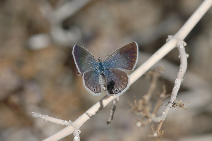Echinargus isola alce - Reakirt's Blue