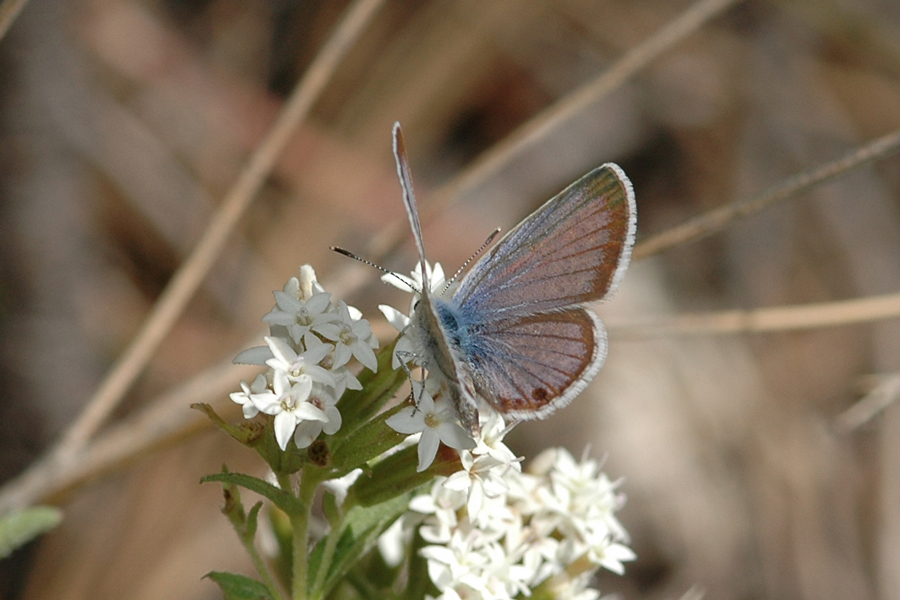 Echinargus isola alce - Reakirt's Blue