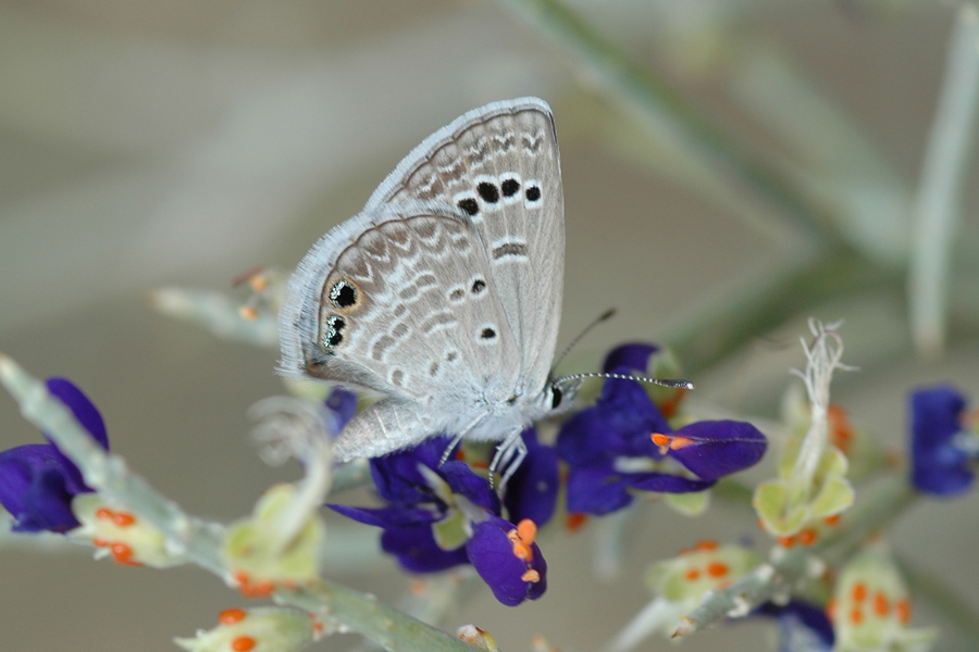 Echinargus isola - Reakirt's Blue