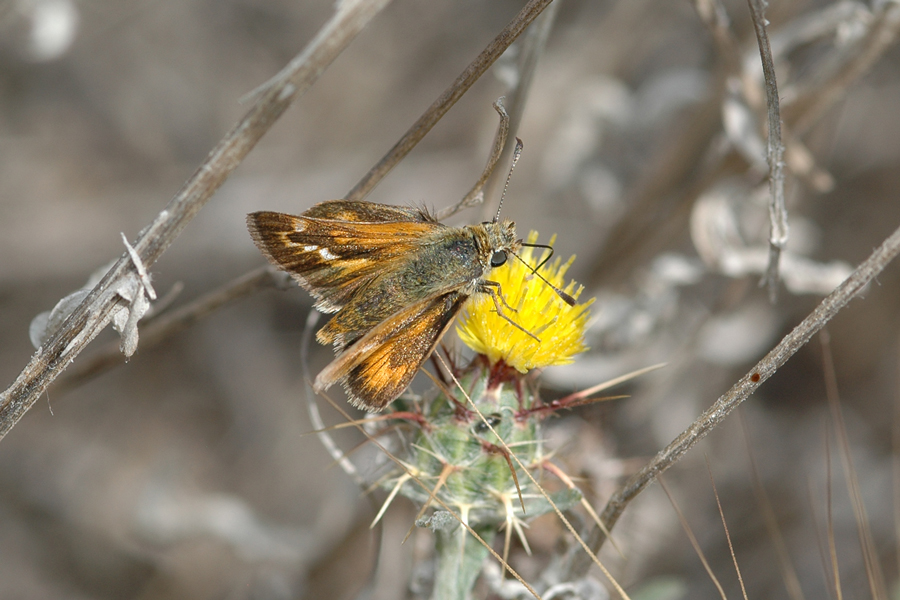 Ochlodes agricola - Rural Skipper