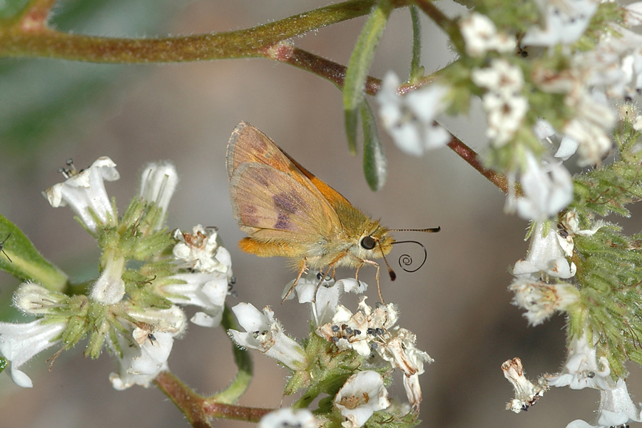 Ochlodes agricola - Rural Skipper