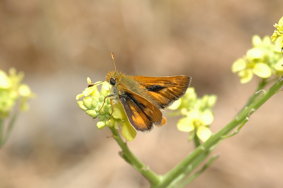 Ochlodes agricola - Rural Skipper
