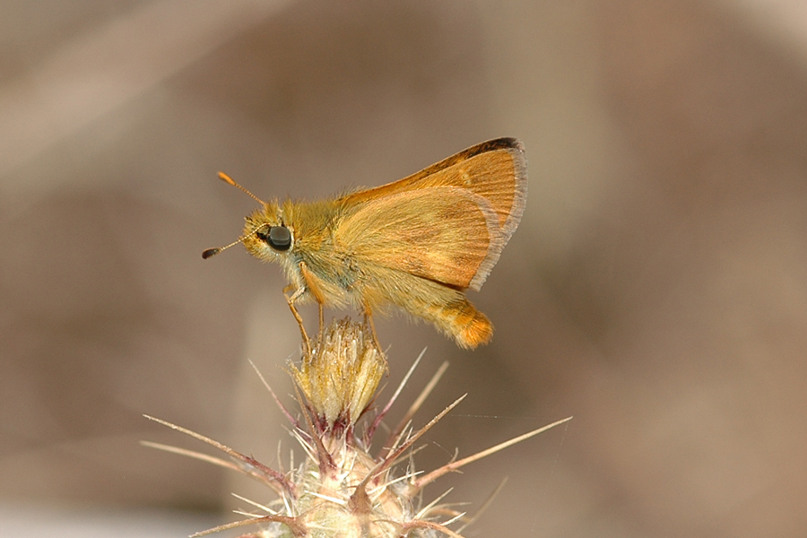 Ochlodes agricola - Rural Skipper