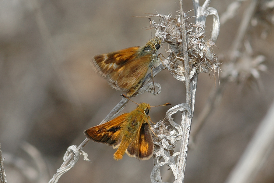 Ochlodes agricola - Rural Skipper