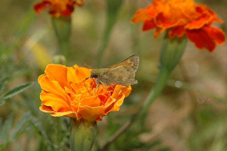 Atalopedes campestris - Sachem or Field Skipper