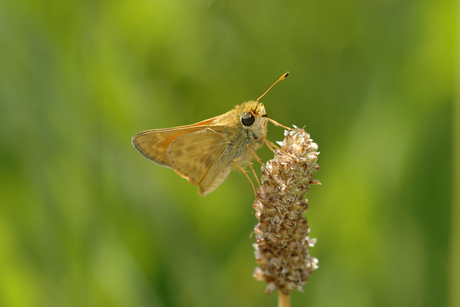 Atalopedes campestris - Sachem or Field Skipper