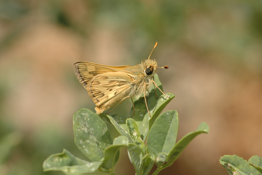 Chusca Sandhill Skipper - Polites sabuleti chusca
