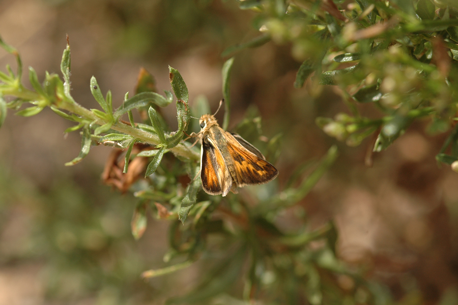 Sandhill Skipper - Polites sabuleti sabuleti