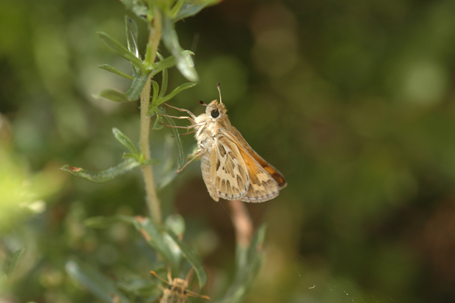 Sandhill Skipper - Polites sabuleti sabuleti