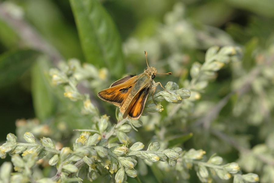Sandhill Skipper - Polites sabuleti sabuleti