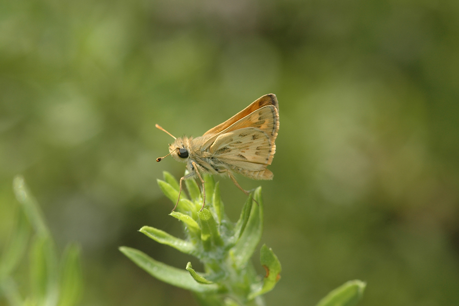 Sandhill Skipper - Polites sabuleti sabuleti