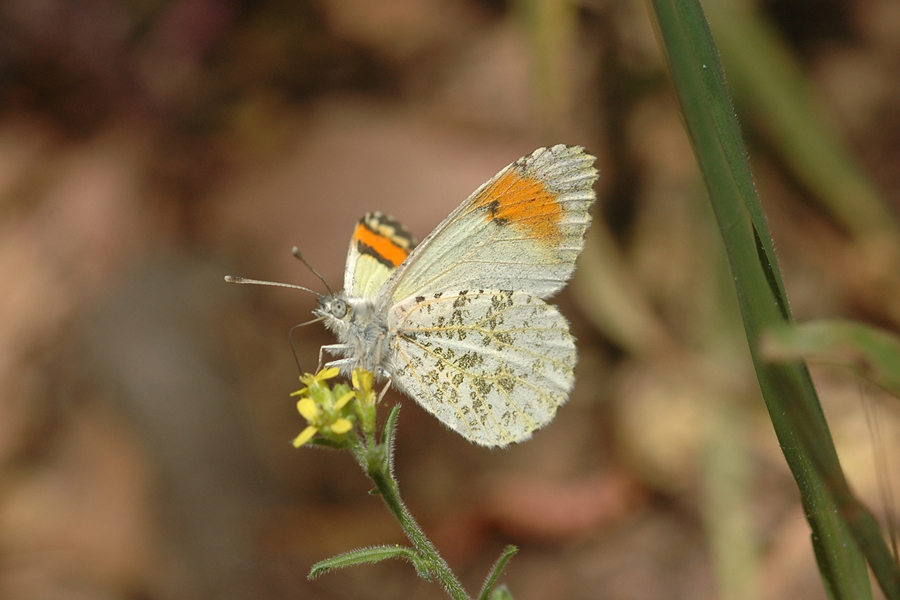 Sara Orangetip - Anthocharis sara sara