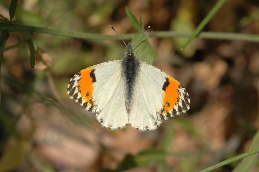 Sara Orangetip - Anthocharis sara sara