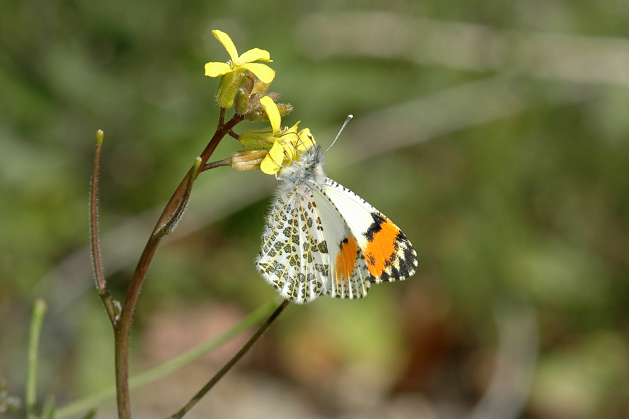 Sara Orangetip - Anthocharis sara sara