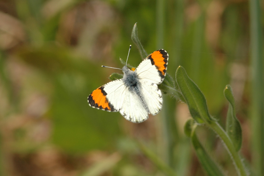 Sara Orangetip - Anthocharis sara sara