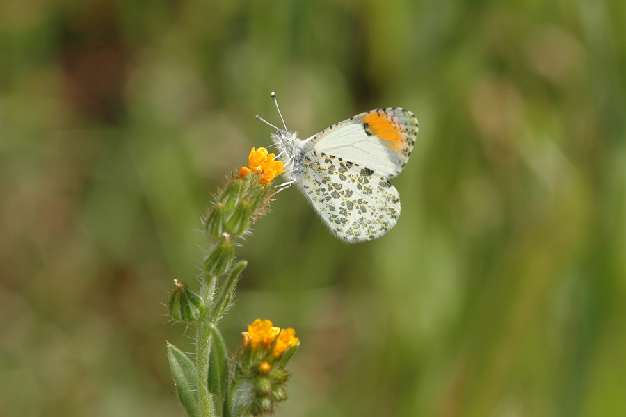 Sara Orangetip - Anthocharis sara sara