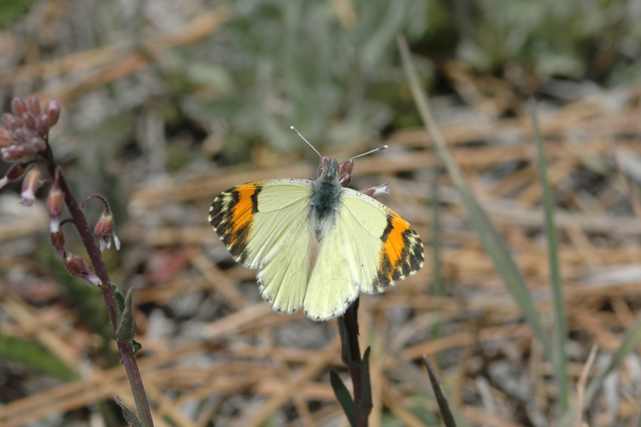 Sara Orangetip - Anthocharis sara sara