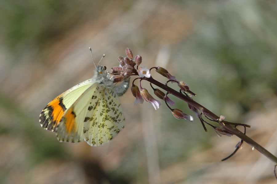 Sara Orangetip - Anthocharis sara sara