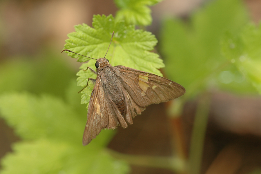 Epargyreus clarus californicus - 'California' Silver-spotted Skipper