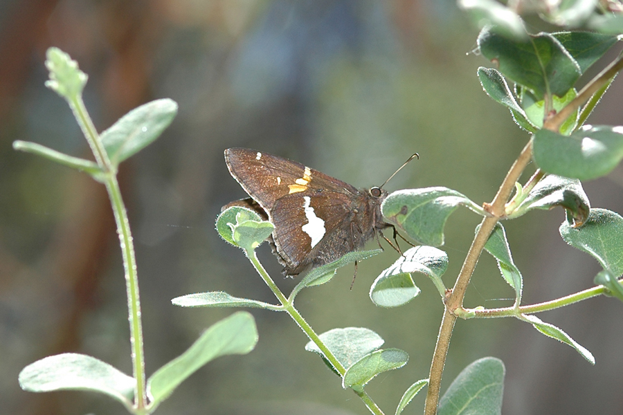 Epargyreus clarus californicus - 'California' Silver-spotted Skipper