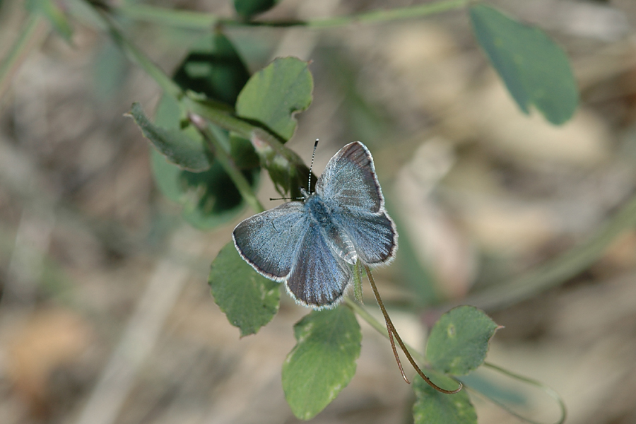 Glaucopsyche lygdamus australis - 'Southern' Silvery Blue