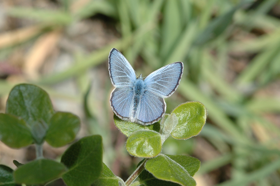 Glaucopsyche lygdamus australis - 'Southern' Silvery Blue