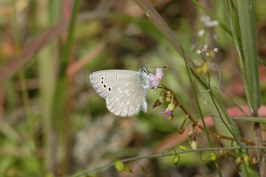 Glaucopsyche lygdamus australis - 'Southern' Silvery Blue
