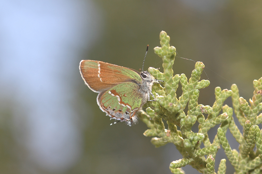 (Siva) Juniper Hairstreak - Callophrys gryneus juniperaria