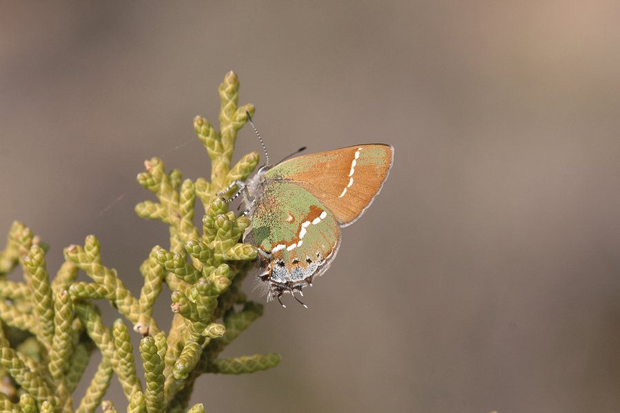 (Siva) Juniper Hairstreak - Callophrys gryneus juniperaria