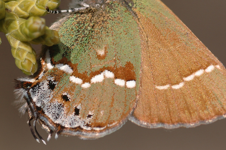 (Siva) Juniper Hairstreak - Callophrys gryneus juniperaria