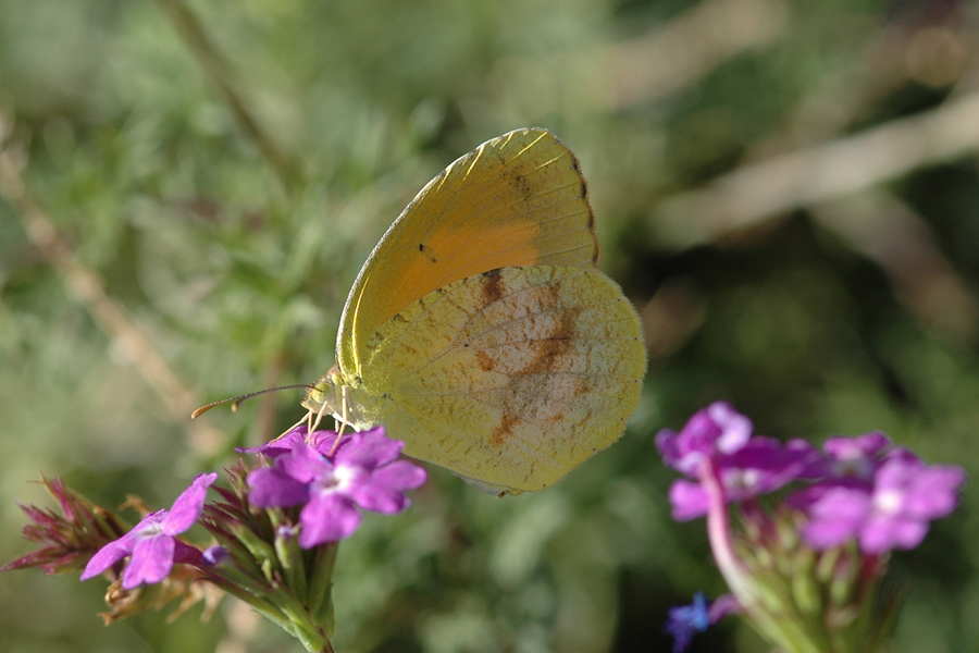 Sleepy Orange - Abaeis nicippe
