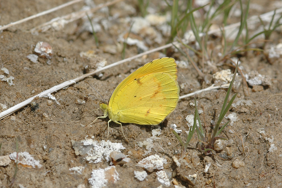 Sleepy Orange - Abaeis nicippe